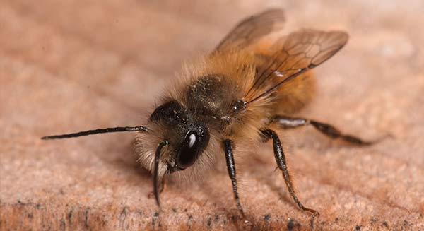 Nisthilfen für Wildbienen